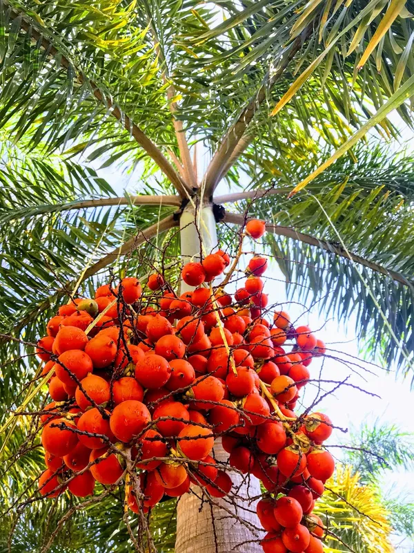 Betel_Nut/Supari_Fruit_Plant_&_Tree_For_Garden_(1.5-3.5_Ft_Height)_Pack_Of_1