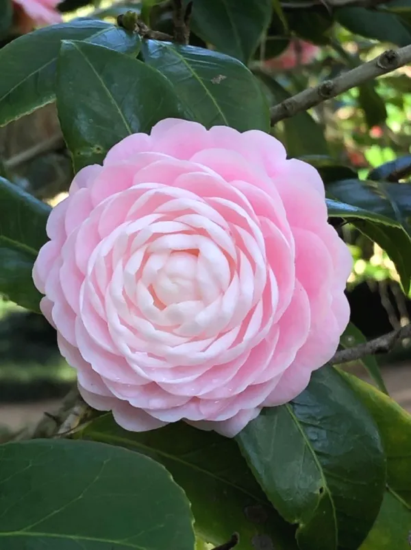 Attractive_Pink_Camellia_Flower_Plant_|_Fragrant,_Long-Blooming_Variety|_For_Home_Garden,_Pack_Of_1