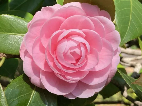 Attractive_Pink_Camellia_Flower_Plant_|_Fragrant,_Long-Blooming_Variety|_For_Home_Garden,_Pack_Of_1