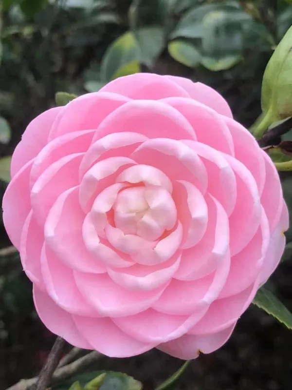 Attractive_Pink_Camellia_Flower_Plant_|_Fragrant,_Long-Blooming_Variety|_For_Home_Garden,_Pack_Of_1