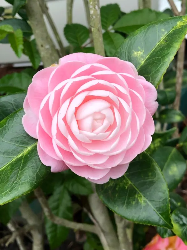 Attractive_Pink_Camellia_Flower_Plant_|_Fragrant,_Long-Blooming_Variety|_For_Home_Garden,_Pack_Of_1