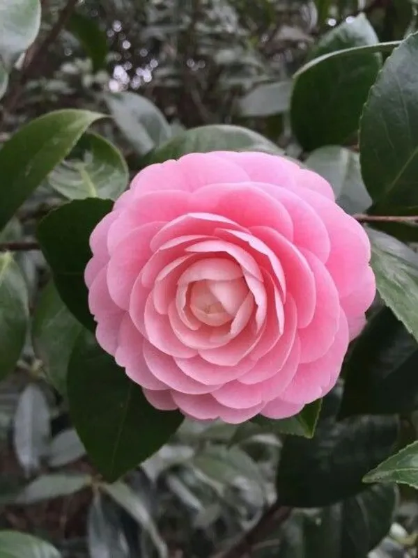 Attractive_Pink_Camellia_Flower_Plant_|_Fragrant,_Long-Blooming_Variety|_For_Home_Garden,_Pack_Of_1