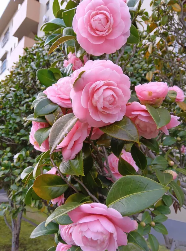 Attractive_Pink_Camellia_Flower_Plant_|_Fragrant,_Long-Blooming_Variety|_For_Home_Garden,_Pack_Of_1