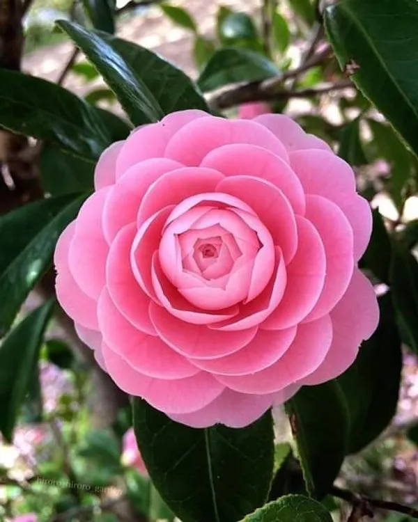 Attractive_Pink_Camellia_Flower_Plant_|_Fragrant,_Long-Blooming_Variety|_For_Home_Garden,_Pack_Of_1