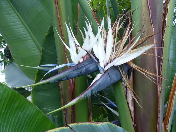 Bird_In_Flight_Shape_Exclusive_Flowers_Plant_(Pack_Of_1)_For_Enhance_Your_Home/Office/Garden_Beauty