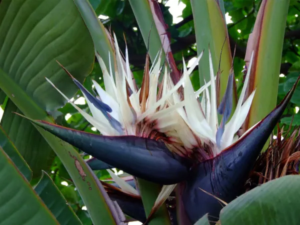 Bird_In_Flight_Shape_Exclusive_Flowers_Plant_(Pack_Of_1)_For_Enhance_Your_Home/Office/Garden_Beauty