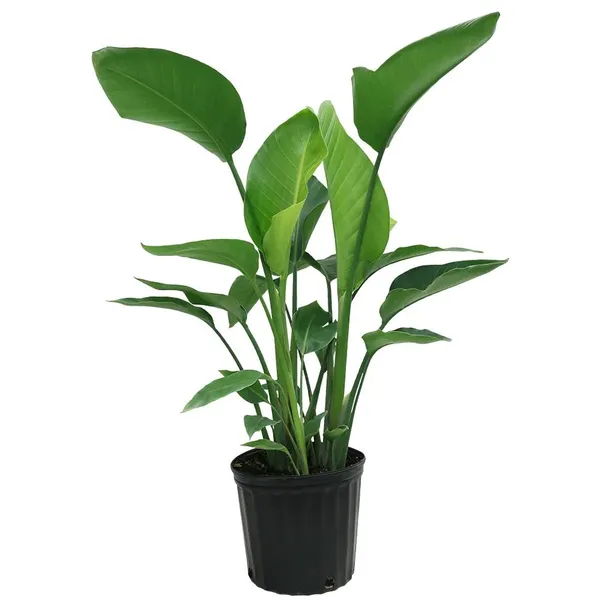 Bird_In_Flight_Shape_Exclusive_Flowers_Plant_(Pack_Of_1)_For_Enhance_Your_Home/Office/Garden_Beauty