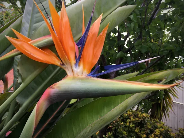 Bird_Of_Paradise_Unique_Vibrant_Flowers_Plant_For_Home/Office/Garden_Decor_(Air_Purifying,_Pack_Of_1)