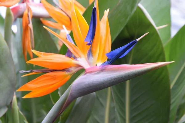 Bird_Of_Paradise_Unique_Vibrant_Flowers_Plant_For_Home/Office/Garden_Decor_(Air_Purifying,_Pack_Of_1)