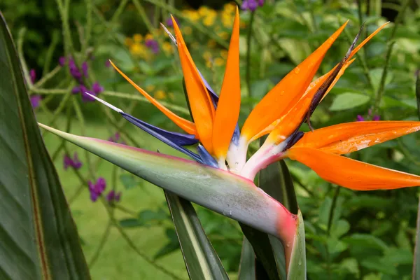 Bird_Of_Paradise_Unique_Vibrant_Flowers_Plant_For_Home/Office/Garden_Decor_(Air_Purifying,_Pack_Of_1)