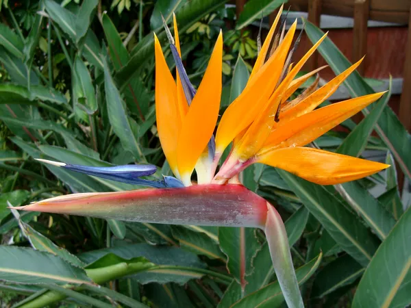 Bird_Of_Paradise_Unique_Vibrant_Flowers_Plant_For_Home/Office/Garden_Decor_(Air_Purifying,_Pack_Of_1)