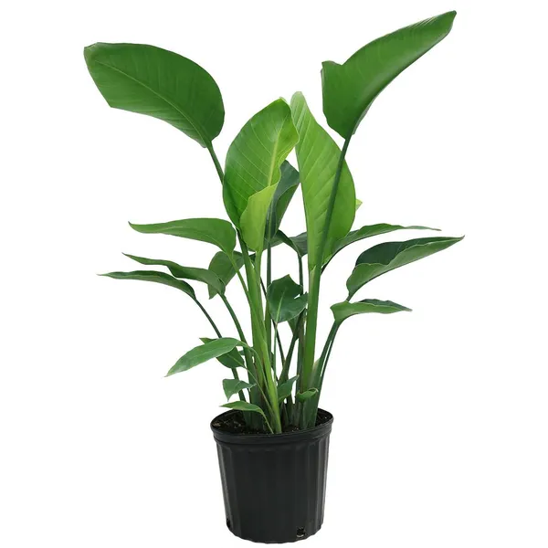 Bird_Of_Paradise_Unique_Vibrant_Flowers_Plant_For_Home/Office/Garden_Decor_(Air_Purifying,_Pack_Of_1)