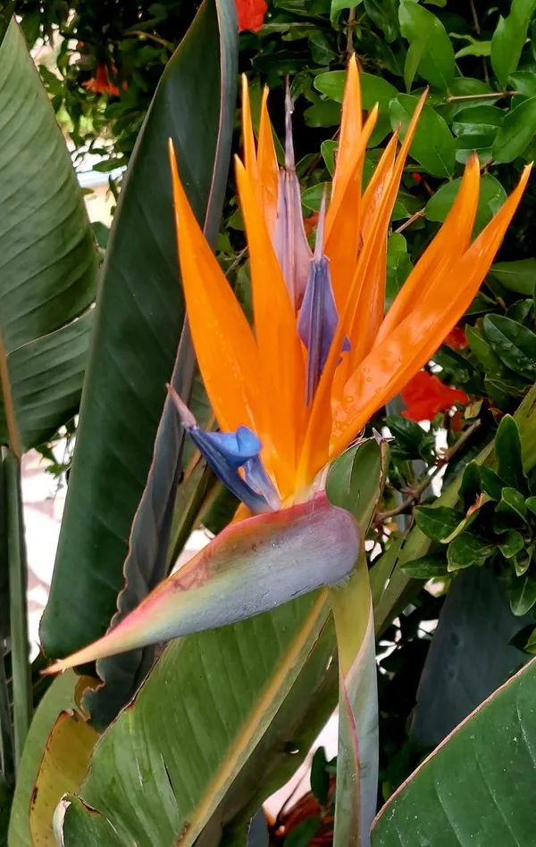 Bird_Of_Paradise_Unique_Vibrant_Flowers_Plant_For_Home/Office/Garden_Decor_(Air_Purifying,_Pack_Of_1)