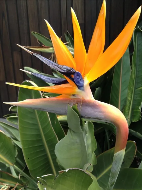 Bird_Of_Paradise__Stunning_Flower_Plant_For_House_Plant/Gardening_(Pack_Of_1)_Bird_Of_Paradise_Enhance_Your_Home_Beauty