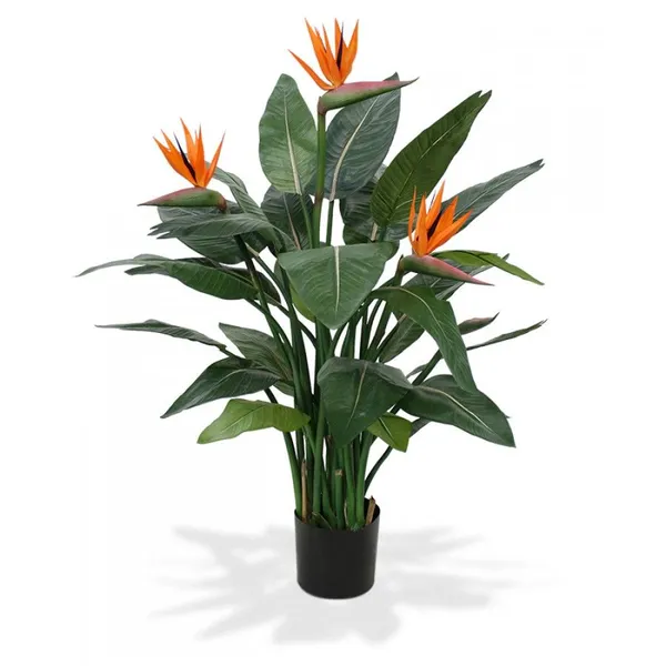 Bird_Of_Paradise__Stunning_Flower_Plant_For_House_Plant/Gardening_(Pack_Of_1)_Bird_Of_Paradise_Enhance_Your_Home_Beauty