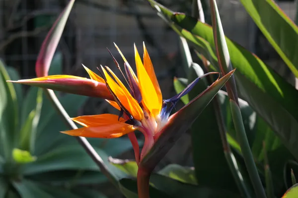 Bird_Of_Paradise__Stunning_Flower_Plant_For_House_Plant/Gardening_(Pack_Of_1)_Bird_Of_Paradise_Enhance_Your_Home_Beauty