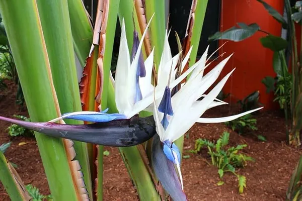 Bird_of_Paradise_White_(Strelitzia_Nicolai)_Exotic_Tropical_Plant_(_Pack_Of_1)