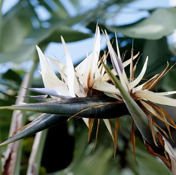 Bird_of_Paradise_White_(Strelitzia_Nicolai)_Exotic_Tropical_Plant_(_Pack_Of_1)