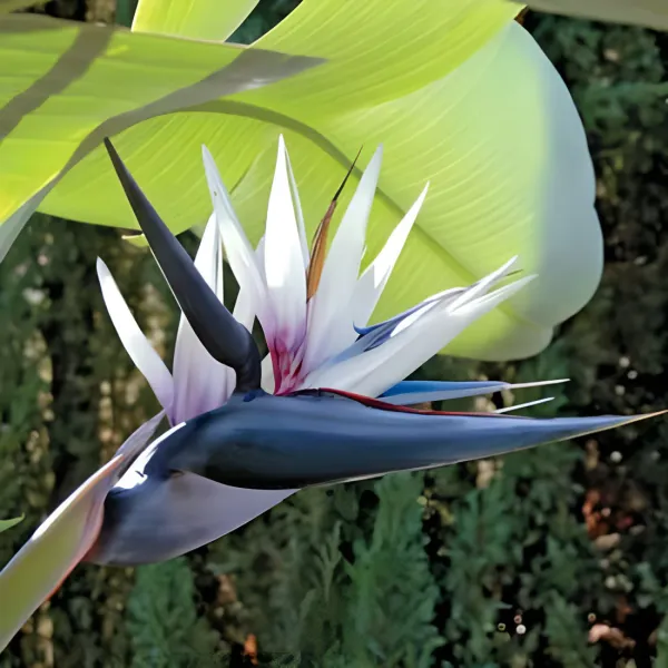 Bird_of_Paradise_White_(Strelitzia_Nicolai)_Exotic_Tropical_Plant_(_Pack_Of_1)