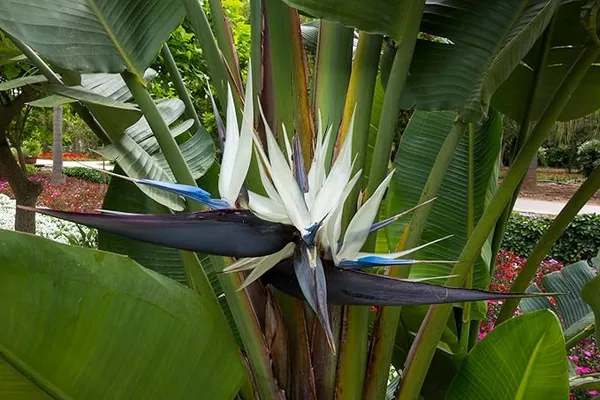 Bird_of_Paradise_White_(Strelitzia_Nicolai)_Exotic_Tropical_Plant_(_Pack_Of_1)