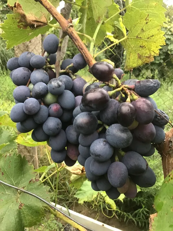 Black_Grape_Vine_Plant_(Kala_Angoor)_-_Sweet,_Juicy_&_High-Yielding_Fruit_Plant_for_Home_Garden,_Trellis_&_Outdoors