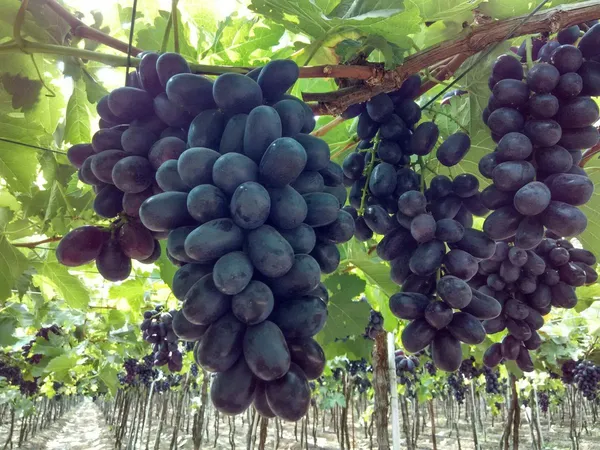 Black_Grape_Vine_Plant_(Kala_Angoor)_-_Sweet,_Juicy_&_High-Yielding_Fruit_Plant_for_Home_Garden,_Trellis_&_Outdoors