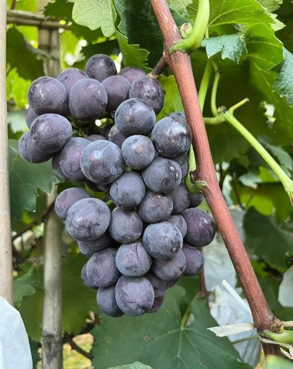 Black_Grape_Vine_Plant_(Kala_Angoor)_-_Sweet,_Juicy_&_High-Yielding_Fruit_Plant_for_Home_Garden,_Trellis_&_Outdoors