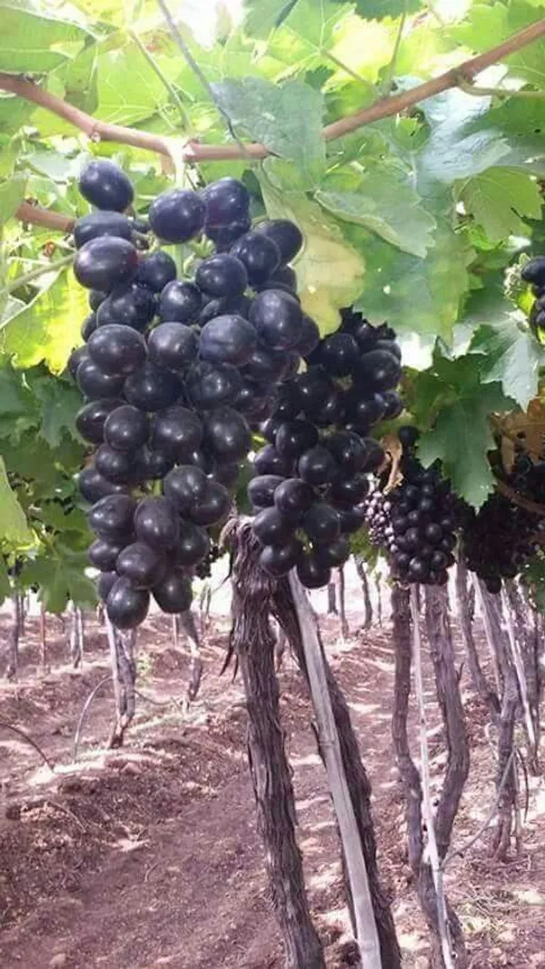 Black_Grape_Vine_Plant_(Kala_Angoor)_-_Sweet,_Juicy_&_High-Yielding_Fruit_Plant_for_Home_Garden,_Trellis_&_Outdoors