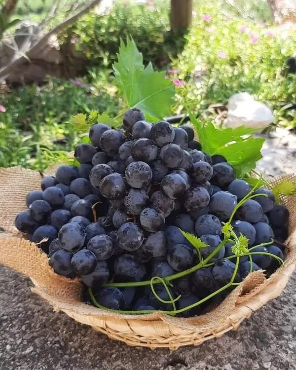 Black_Grape_Vine_Plant_(Kala_Angoor)_-_Sweet,_Juicy_&_High-Yielding_Fruit_Plant_for_Home_Garden,_Trellis_&_Outdoors
