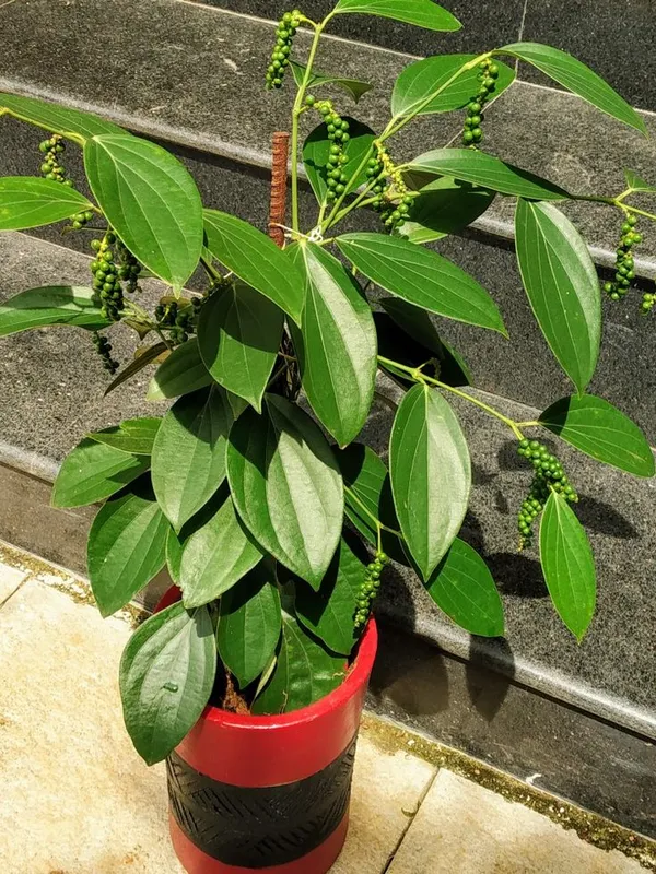 Black_Paper_Highly_Benefited_Spices_Plant_For_Shrub/Vine/Home_Gardening_(Hybrid,_Pack_Of_1)