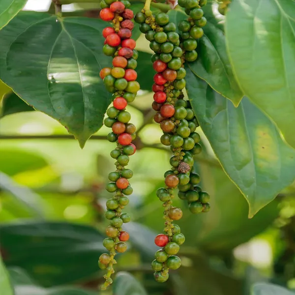 Black_Paper_Highly_Benefited_Spices_Plant_For_Shrub/Vine/Home_Gardening_(Hybrid,_Pack_Of_1)