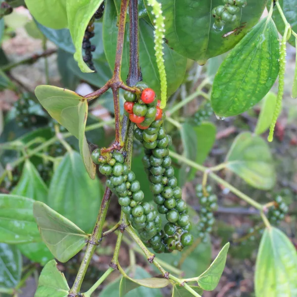 Black_Paper_Highly_Benefited_Spices_Plant_For_Shrub/Vine/Home_Gardening_(Hybrid,_Pack_Of_1)