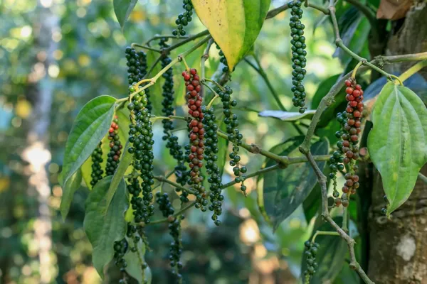 Black_Paper_Highly_Benefited_Spices_Plant_For_Shrub/Vine/Home_Gardening_(Hybrid,_Pack_Of_1)