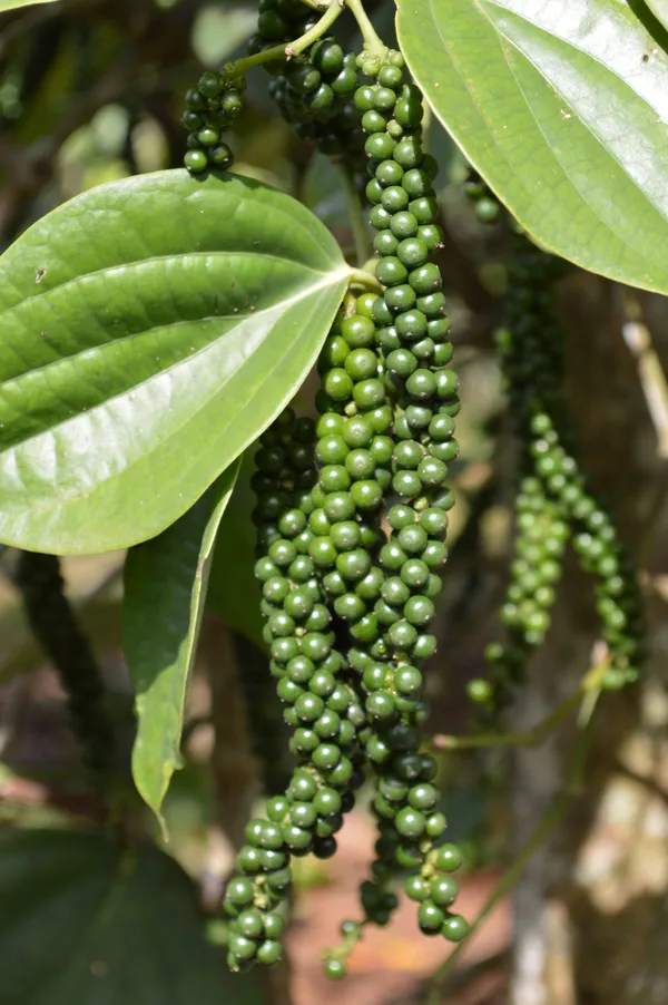 Black_Paper_Highly_Benefited_Spices_Plant_For_Shrub/Vine/Home_Gardening_(Hybrid,_Pack_Of_1)