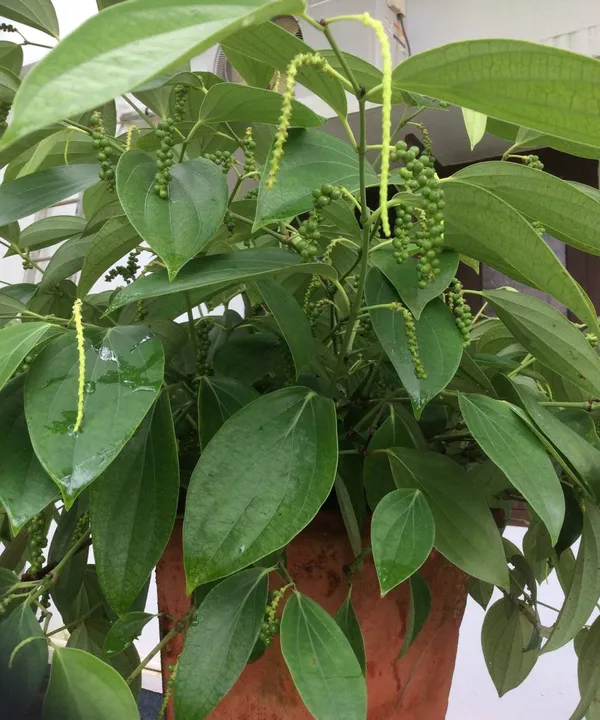 Black_Paper_Highly_Benefited_Spices_Plant_For_Shrub/Vine/Home_Gardening_(Hybrid,_Pack_Of_1)
