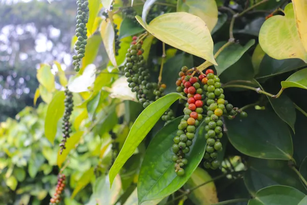 Black_Paper_Highly_Benefited_Spices_Plant_For_Shrub/Vine/Home_Gardening_(Hybrid,_Pack_Of_1)