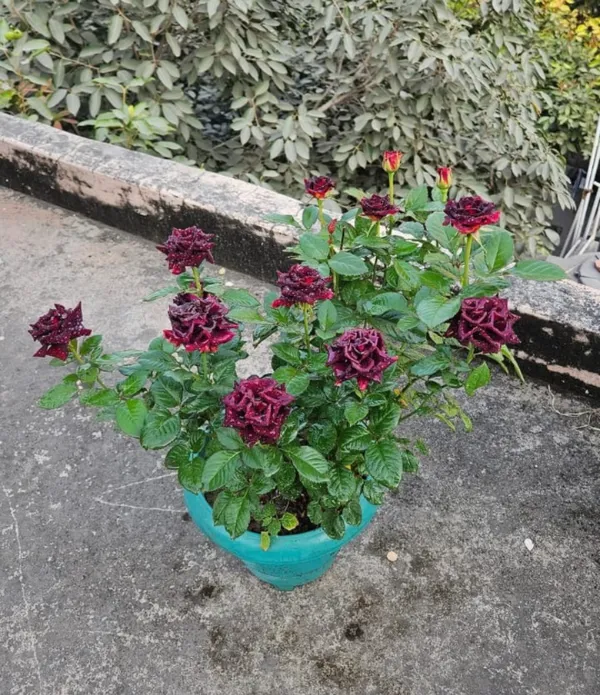 Black_Rose_Flowering_Plant_for_Home_Garden,_Balcony_&_Outdoor_Decoration_|Pack_Of_1|
