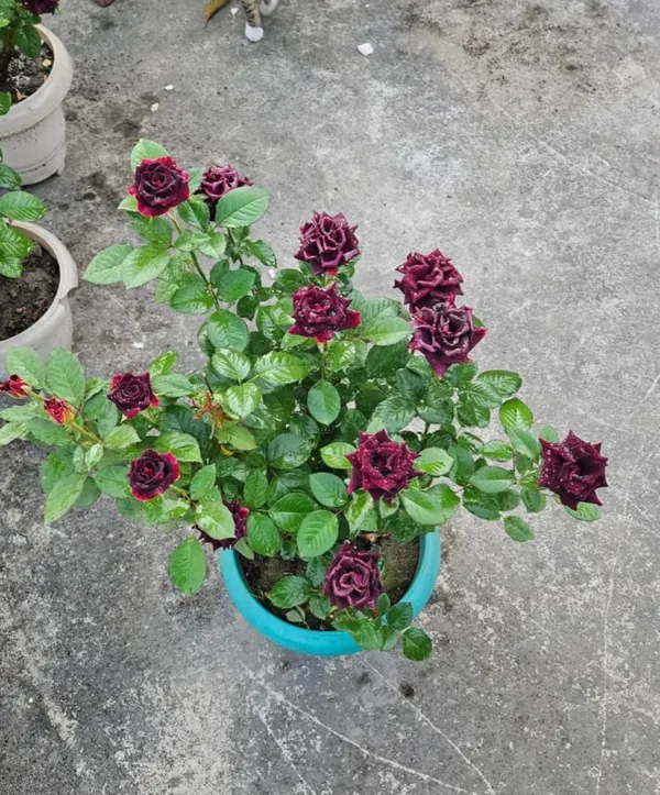 Black_Rose_Flowering_Plant_for_Home_Garden,_Balcony_&_Outdoor_Decoration_|Pack_Of_1|