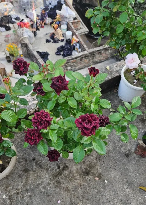 Black_Rose_Flowering_Plant_for_Home_Garden,_Balcony_&_Outdoor_Decoration_|Pack_Of_1|