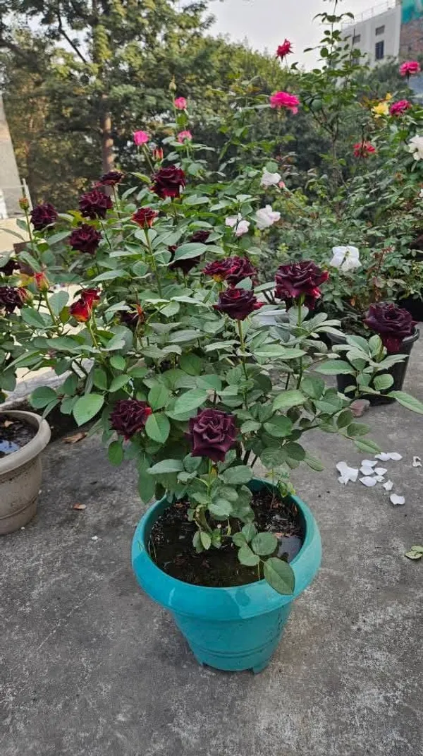 Black_Rose_Flowering_Plant_for_Home_Garden,_Balcony_&_Outdoor_Decoration_|Pack_Of_1|