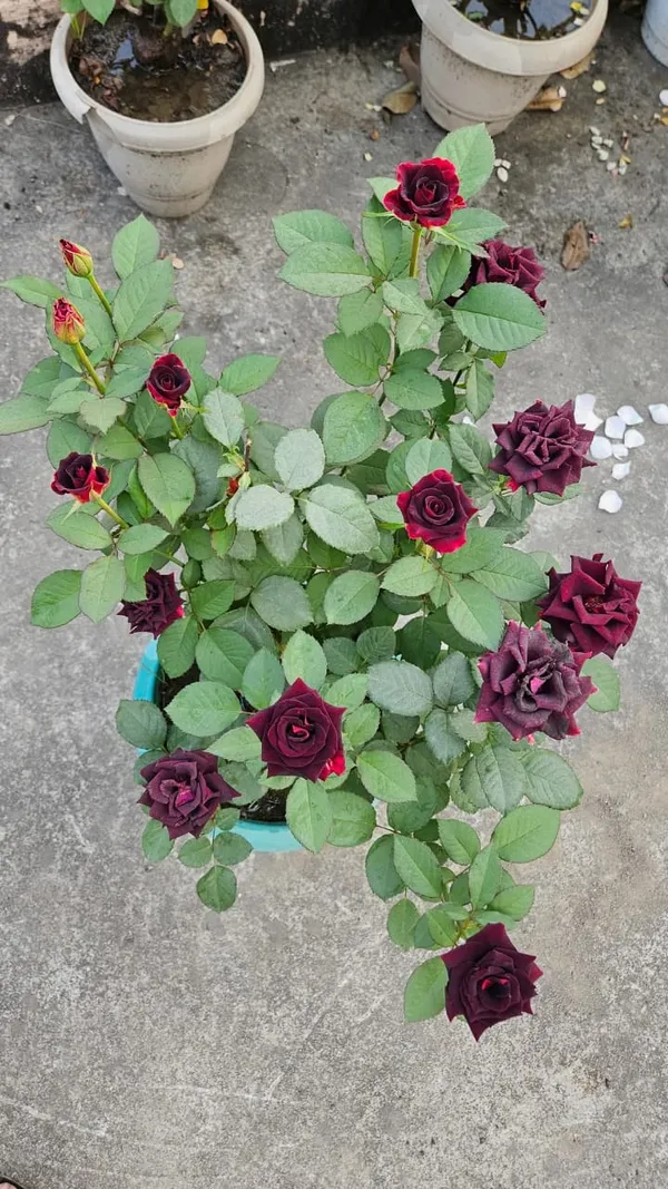 Black_Rose_Flowering_Plant_for_Home_Garden,_Balcony_&_Outdoor_Decoration_|Pack_Of_1|