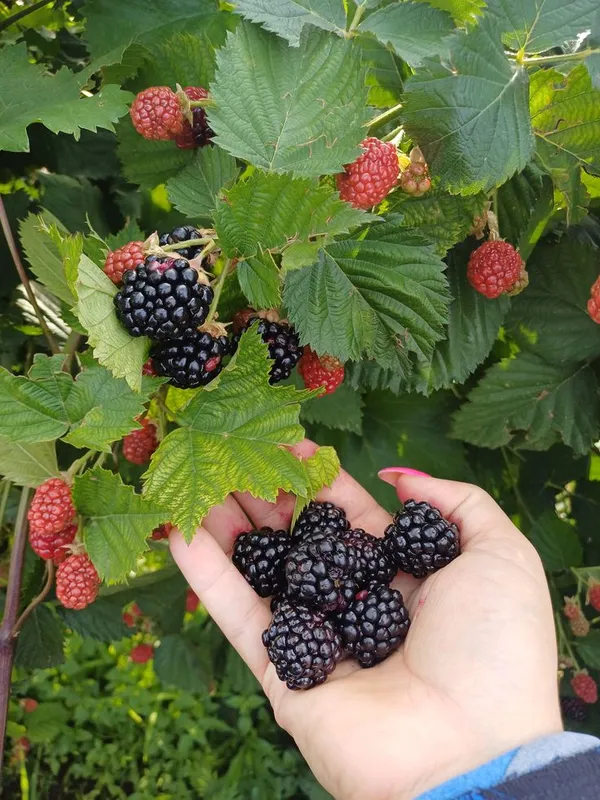 Blackberry_Plant_High-Yield_–_Fast-Growing_Fruit_Shrub,_Sweet_Juicy_Berries,_Ideal_for_Garden_&_Pots