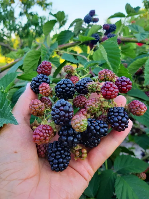 Blackberry_Plant_High-Yield_–_Fast-Growing_Fruit_Shrub,_Sweet_Juicy_Berries,_Ideal_for_Garden_&_Pots