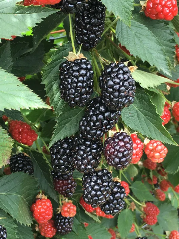 Blackberry_Plant_High-Yield_–_Fast-Growing_Fruit_Shrub,_Sweet_Juicy_Berries,_Ideal_for_Garden_&_Pots