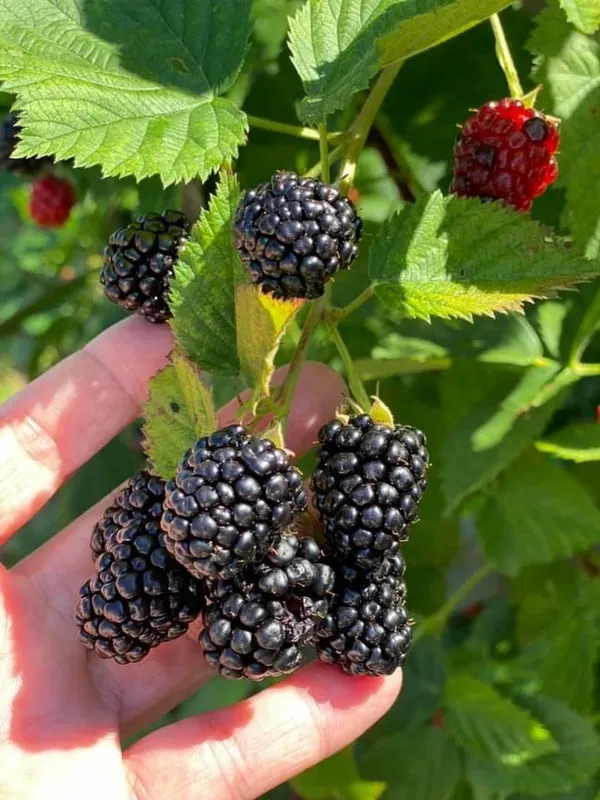 Blackberry_Plant_High-Yield_–_Fast-Growing_Fruit_Shrub,_Sweet_Juicy_Berries,_Ideal_for_Garden_&_Pots
