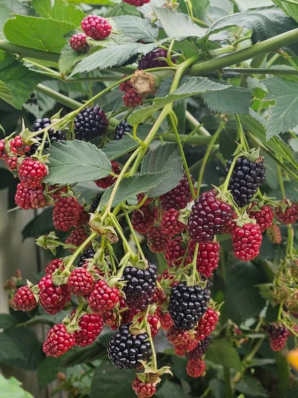 Blackberry_Plant_High-Yield_–_Fast-Growing_Fruit_Shrub,_Sweet_Juicy_Berries,_Ideal_for_Garden_&_Pots