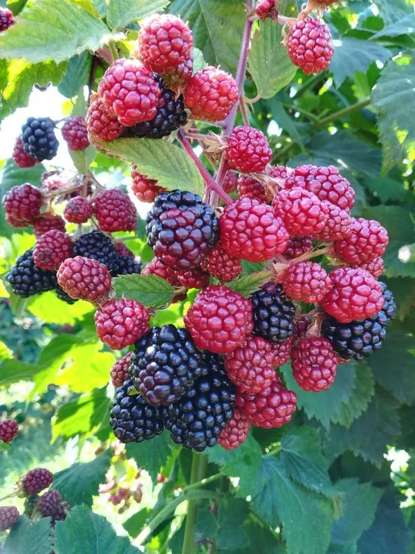 Blackberry_Plant_High-Yield_–_Fast-Growing_Fruit_Shrub,_Sweet_Juicy_Berries,_Ideal_for_Garden_&_Pots