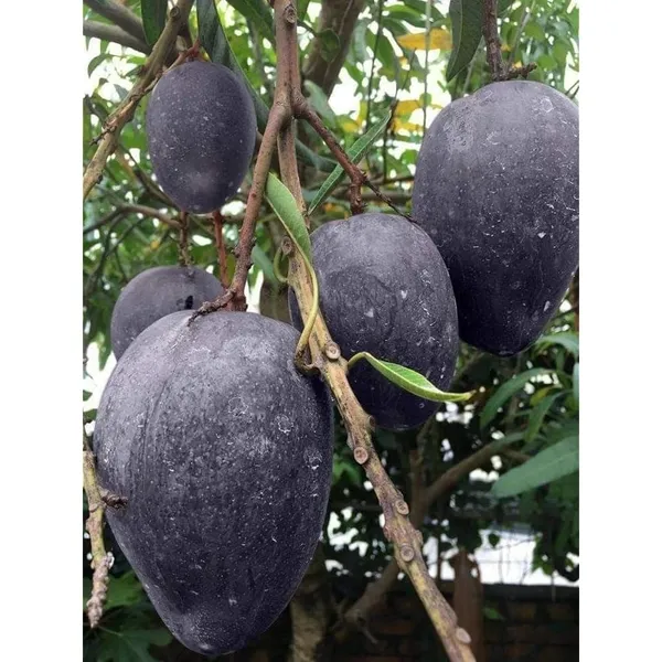 Blackstone_Extra_Juicy_&_Fiberless_Mango_Plant_&_Tree_(1.5-3.5_Ft_Height)_Well_Watered_Blackstone_Mango_Plant_(Hybrid,_Pack_Of_1)