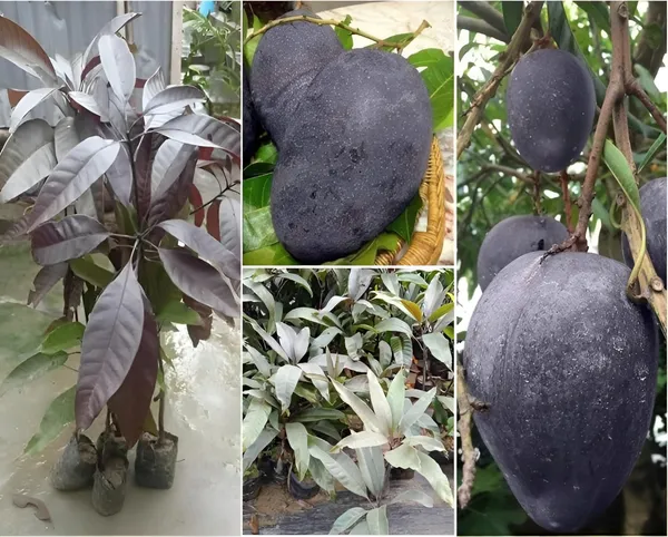Blackstone_Extra_Juicy_&_Fiberless_Mango_Plant_&_Tree_(1.5-3.5_Ft_Height)_Well_Watered_Blackstone_Mango_Plant_(Hybrid,_Pack_Of_1)
