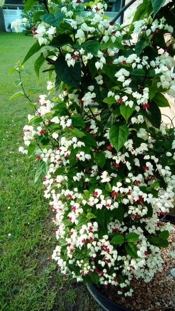 Bleeding_Heart_Vine_(White)_Flowering__Plant_&_Tree(1.5-3.5_Ft_Height)_Bleeding_Heart_Flower_Enhance_Your_Home_Garden_(Pack_Of_1)